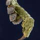 Illustration for article titled Photos of the Amazing and Gruesome World Under a Microscope